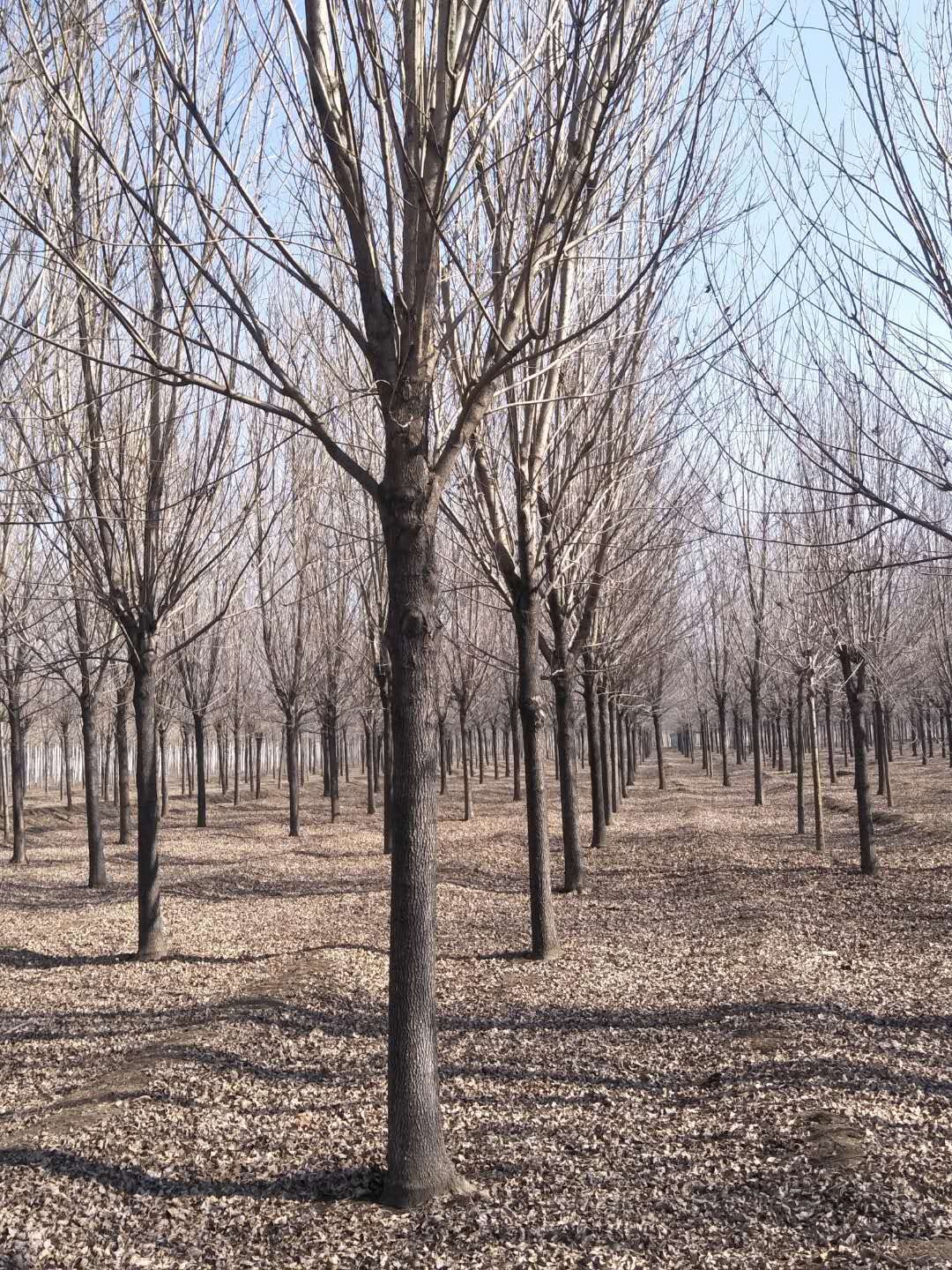 白臘-山東白臘-山東白臘基地/廠家價格報價供應商 白臘