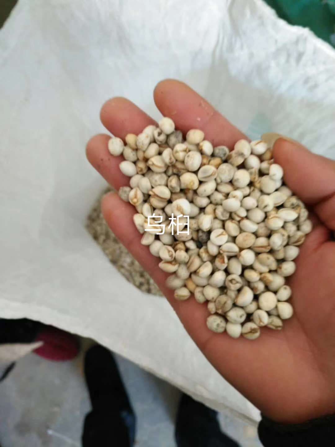 烏桕種子-烏桕--烏桕小苗-江西九江烏桕基地/廠家批發(fā)價格報價供應商