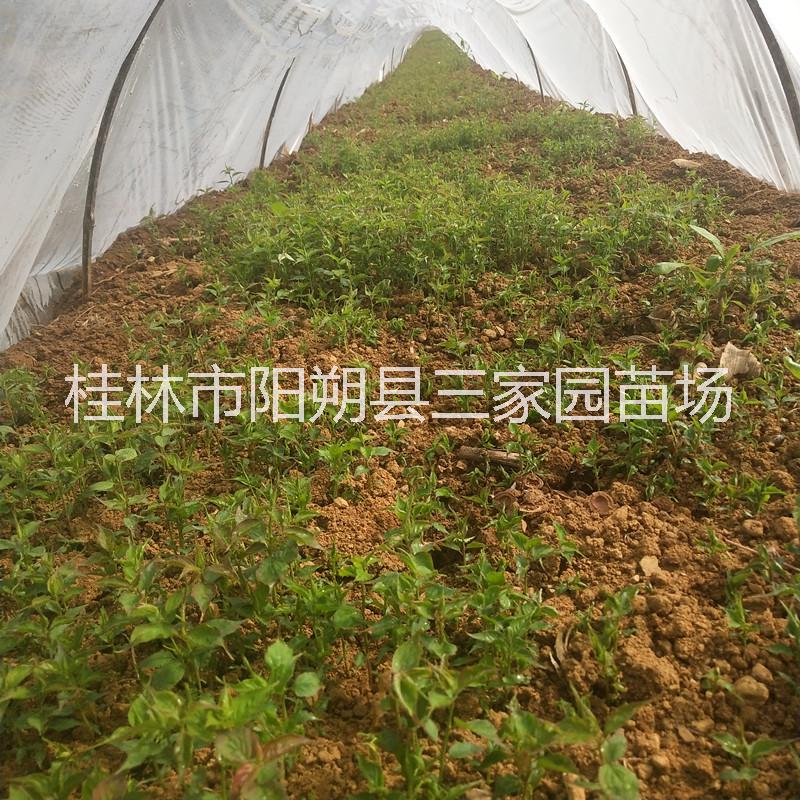 廣西青梅苗 酸梅芽苗 廣東青梅果苗