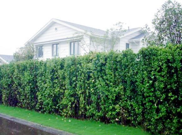 優(yōu)質(zhì)北海道黃楊大量供應(yīng)，北海道黃楊基地，北海道黃楊批發(fā)，歡迎選購