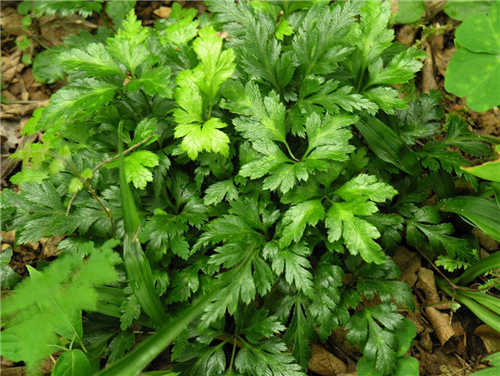 供應批發(fā)黃連種苗 供應批發(fā)黃連種苗雞爪連黃連苗