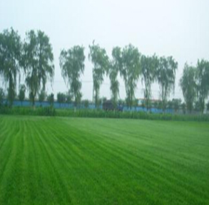 大葉油草直銷 大葉油草供應(yīng)商 大葉油草公司 大葉油草生產(chǎn)廠家 大葉油草電話 大葉油草批發(fā)