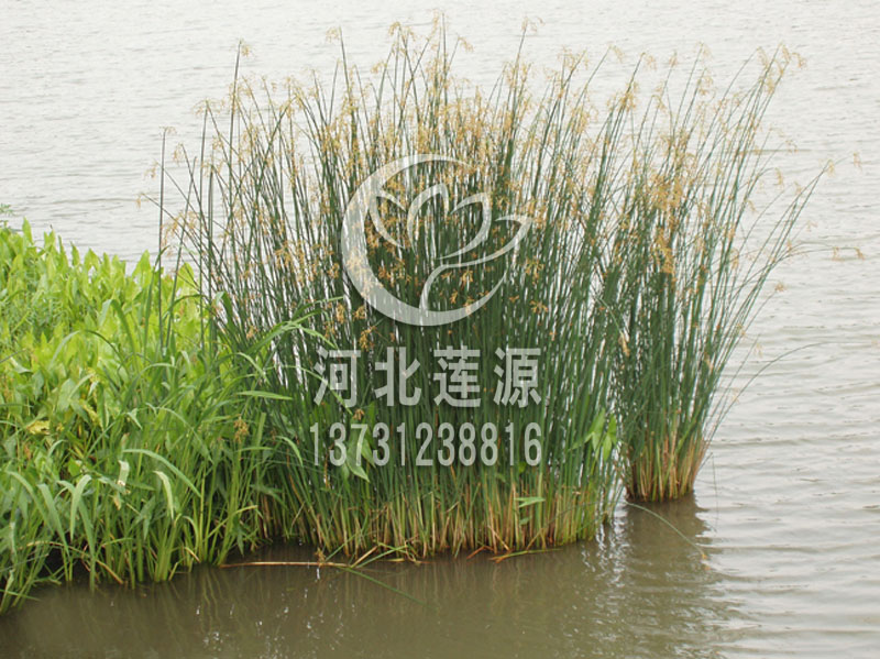 供應(yīng)水蔥，白洋淀水生植物基地，水蔥種苗