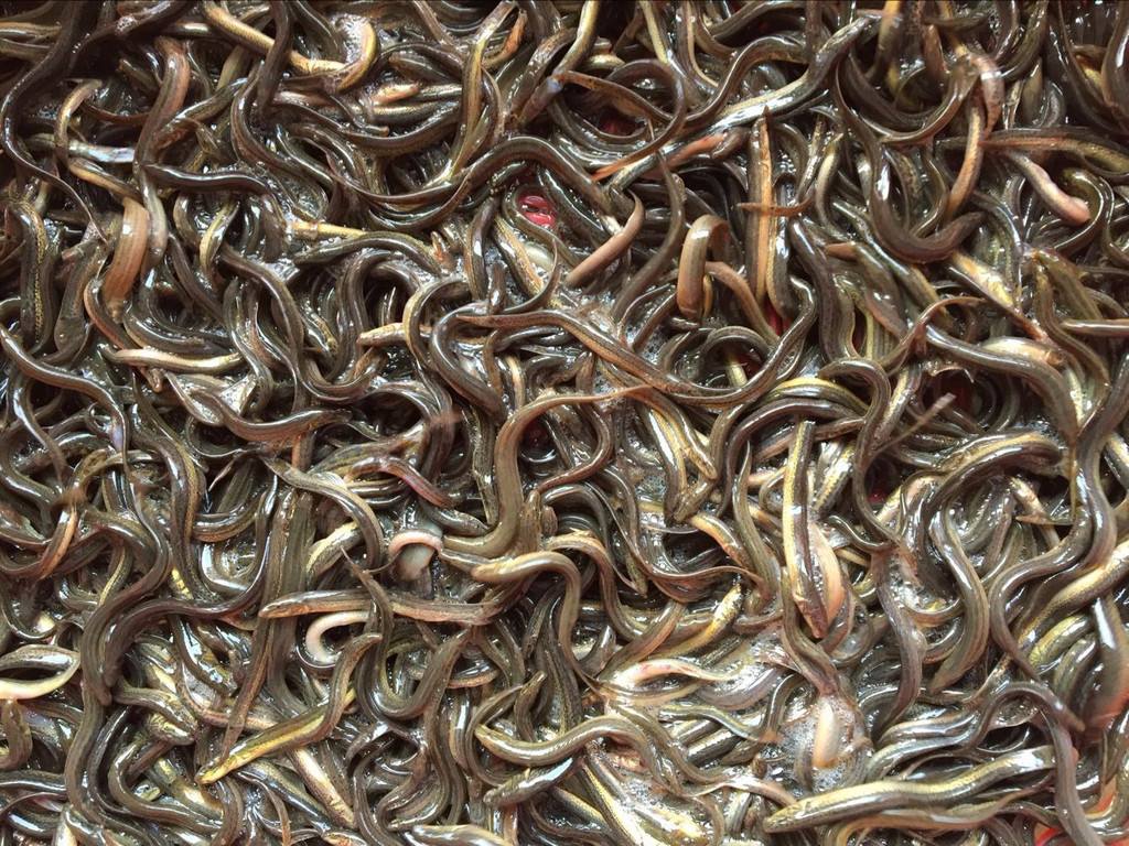 岳陽泥鰍養(yǎng)殖基地長期供應種苗包技術(shù)培訓包回收