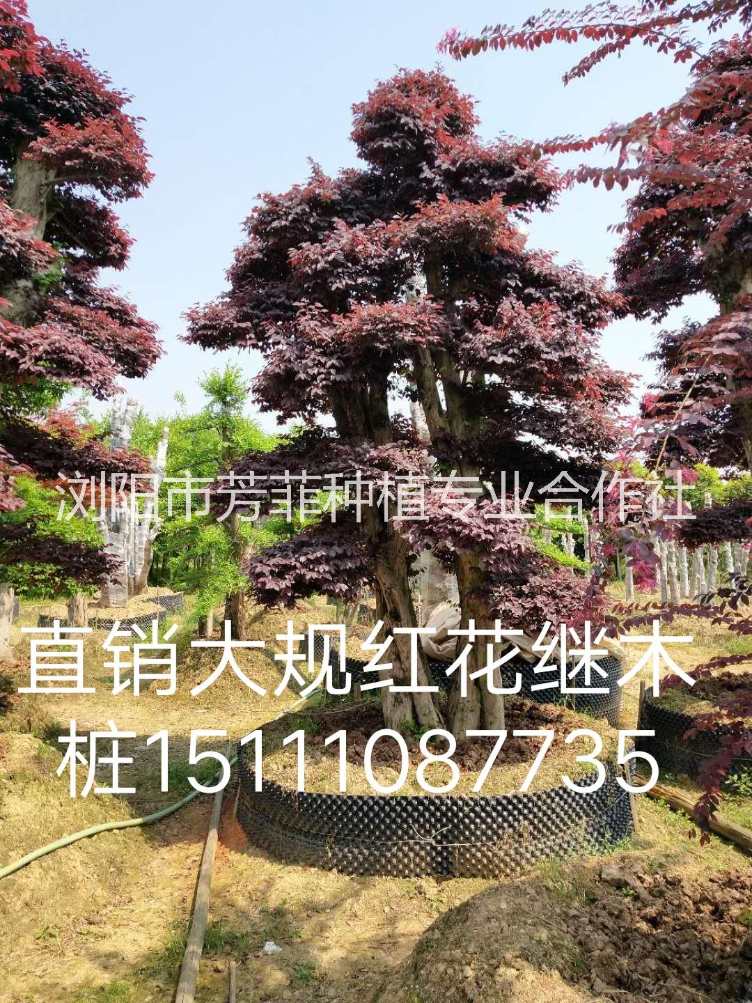 批發(fā)紅花繼木樁 紅花繼木樁景直銷