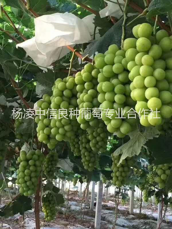 陽光玫瑰 陽光玫瑰葡萄苗