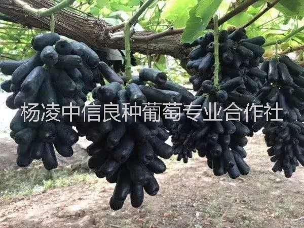 甜蜜藍寶石藍寶石 甜蜜藍寶石葡萄苗
