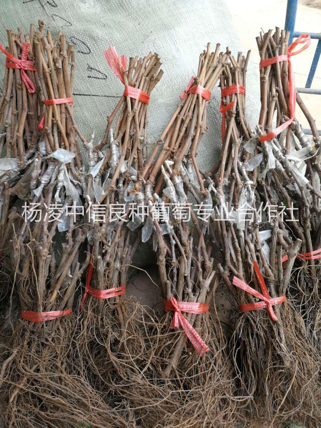 甜蜜藍寶石藍寶石 甜蜜藍寶石葡萄苗