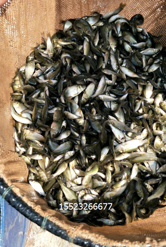 黃顙魚 黃顙魚價(jià)格  黃顙魚公司 黃顙魚廠家 黃顙魚供應(yīng)商 黃顙魚批發(fā)價(jià) 黃顙魚報(bào)價(jià)表