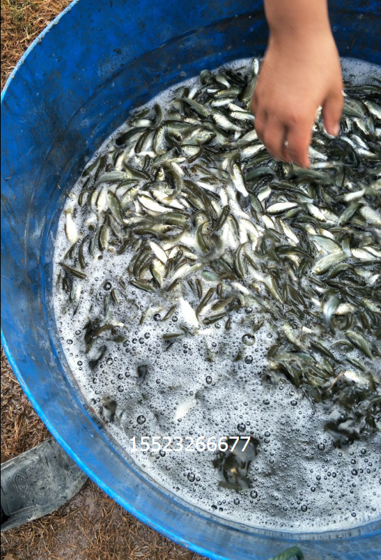 淡水魚(yú)苗價(jià)格 淡水魚(yú)苗公司 淡水魚(yú)苗廠家 淡水魚(yú)苗生產(chǎn)商 淡水魚(yú)苗供應(yīng)商 淡水魚(yú)苗批發(fā)價(jià) 淡水魚(yú)苗