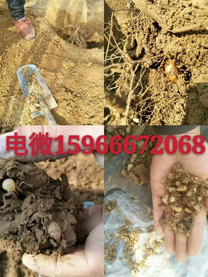 人工孵化爬叉種子,爬拉猴爬叉種苗