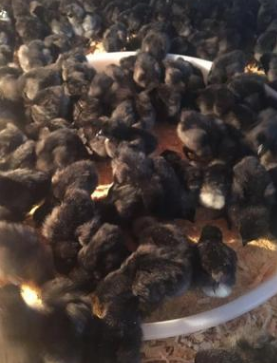 五黑雞苗活體 五黑雞苗活體報(bào)價(jià) 五黑雞苗活體批發(fā) 五黑雞苗活體供應(yīng)商 五黑雞苗活體生產(chǎn)廠家