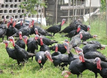 火雞苗活體 火雞苗活體報價  火雞苗活體批發(fā) 火雞苗活體供應(yīng)商 火雞苗活體生產(chǎn)廠家