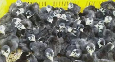 火雞苗活體 火雞苗活體報價  火雞苗活體批發(fā) 火雞苗活體供應(yīng)商 火雞苗活體生產(chǎn)廠家