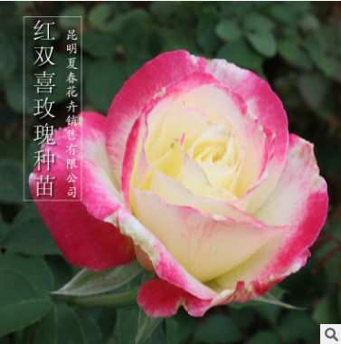 月季花苗批發(fā)  云南月季花苗報價 云南月季花苗哪家好  云南月季花苗供應(yīng)商  云南月季花苗生產(chǎn)廠家