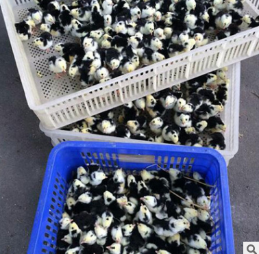 貴妃雞苗活體 貴妃雞苗活體報價 貴妃雞苗活體批發(fā) 貴妃雞苗活體供應(yīng)商 貴妃雞苗活體直銷