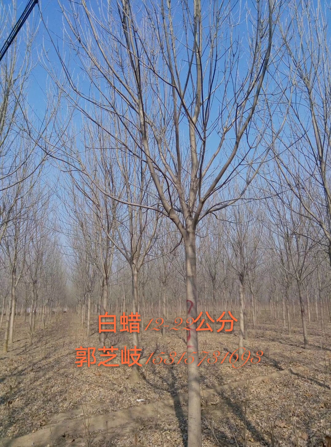 山東優(yōu)質(zhì)速生柳基地