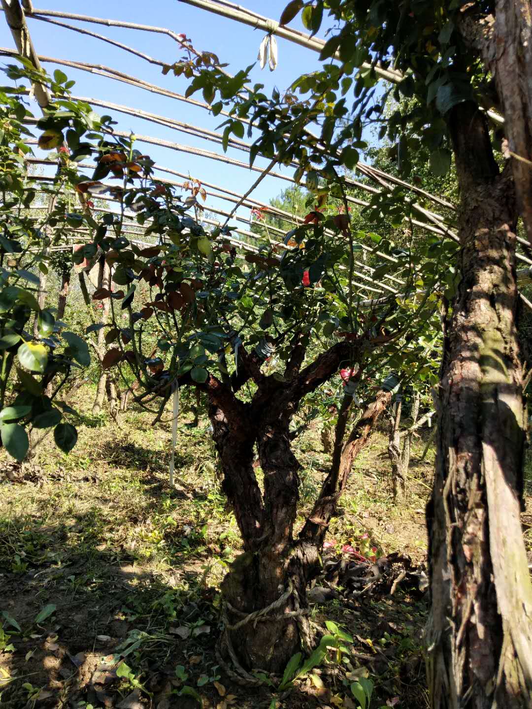 古樁月季 古樁月季價格 古樁月季廠家 河南古樁月季