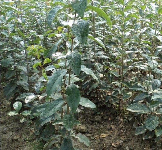 流蘇小苗的直售