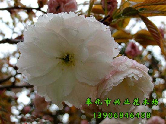 寧波市櫻花種植基地-進(jìn)口櫻花-日本早櫻-日本國(guó)花-奉化市溪口興業(yè)花木場(chǎng) -*7套櫻花栽培技術(shù)拍攝點(diǎn) 日本白櫻 日本晚櫻