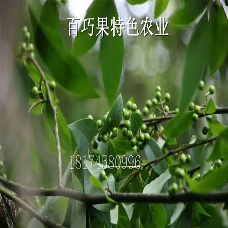 廣西山胡椒 江西木姜子 四川山胡椒苗