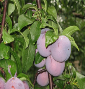 李子苗 李子苗報價 李子苗生產(chǎn)廠家 李子苗批發(fā) 李子苗供應(yīng)商 李子苗哪家好