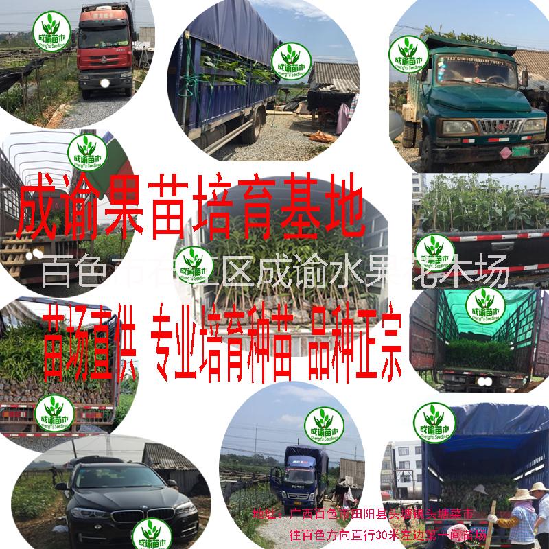 芒果苗(桂七)，桂七芒果苗木