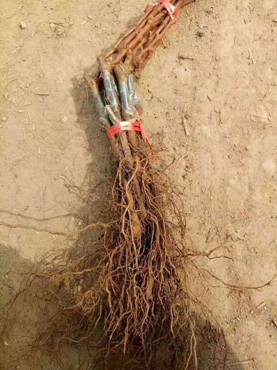 葡萄苗-吉林葡萄苗基地/價(jià)格行情批發(fā)供應(yīng)商