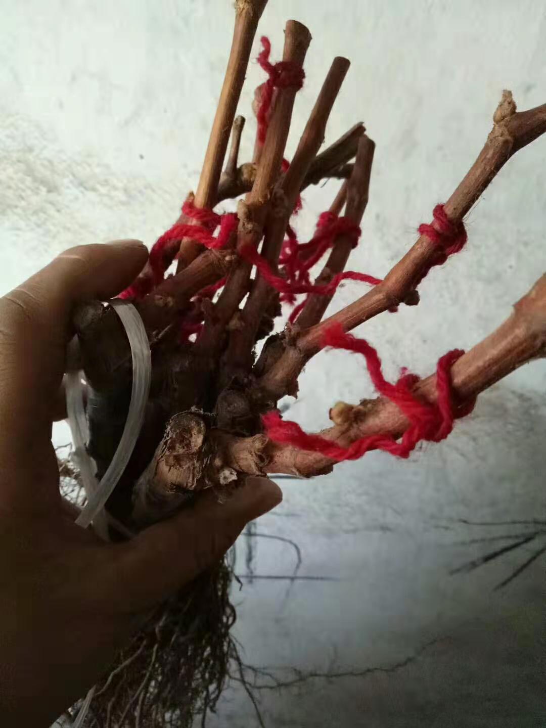 葡萄苗-吉林葡萄苗基地/價(jià)格行情批發(fā)供應(yīng)商