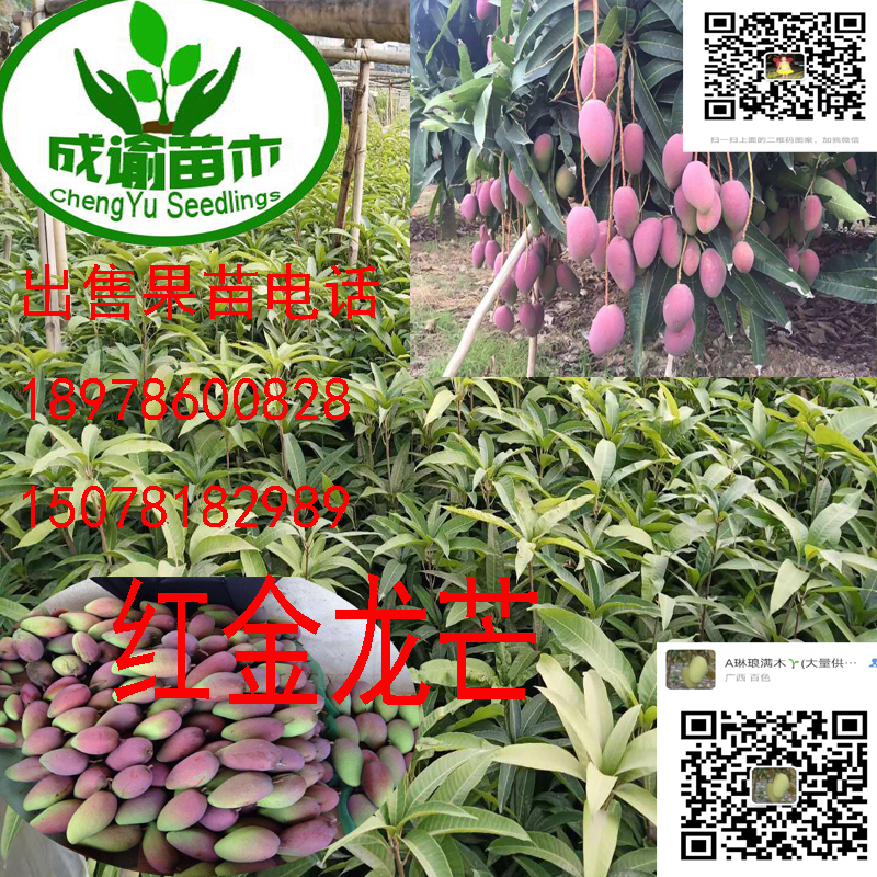 紅金龍芒果苗供應(yīng)/紅貴妃芒果種苗/芒果苗木紅金龍/紅貴妃