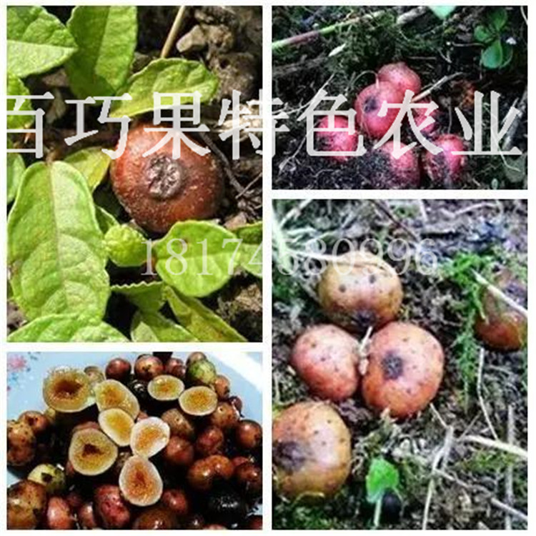 湖南百巧果供應(yīng)新型好水果地枇杷地果