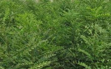 雙季槐苗，雙季槐苗價格，雙季槐苗批發(fā)，批發(fā)雙季槐苗