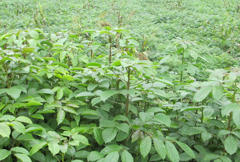 江西產(chǎn)家直銷重陽(yáng)木小苗