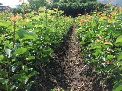 優(yōu)質(zhì)梨樹苗，優(yōu)質(zhì)梨樹苗價格，山西優(yōu)質(zhì)梨樹苗，批發(fā)優(yōu)質(zhì)梨樹苗