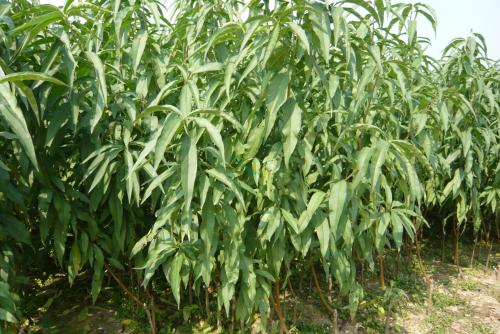 桃樹苗，桃樹苗價格，桃樹苗批發(fā)，桃樹苗供應商，專業(yè)種植桃樹苗