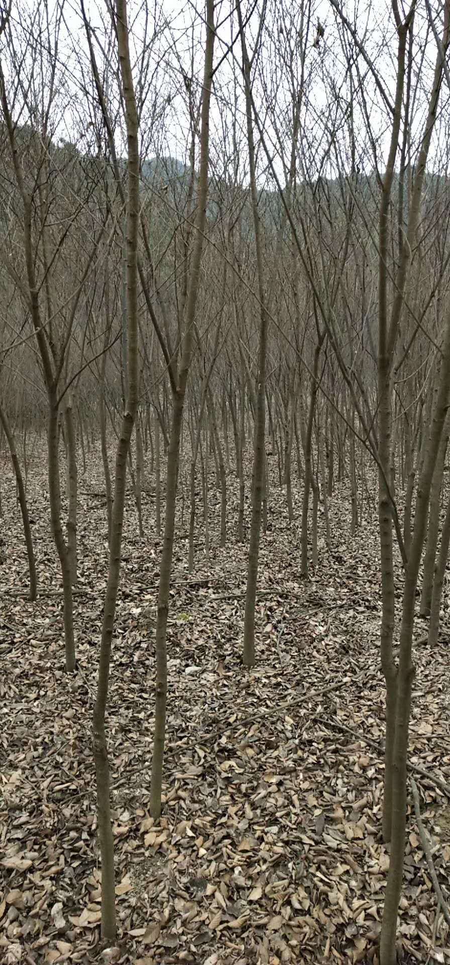 江西櫸樹直銷批發(fā)