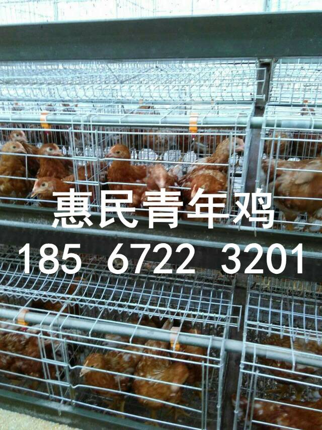 60天青年雞 60天后備雞 鶴壁青年雞后備雞廠家直銷 大廠雞苗防疫到位