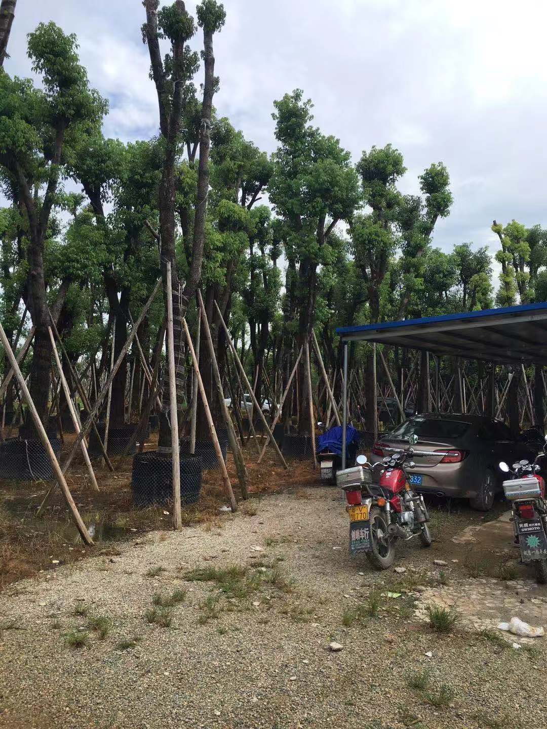 供應(yīng)天竺桂\天竺桂批發(fā)商\天竺桂廠家\廣東天竺桂種苗  天竺桂