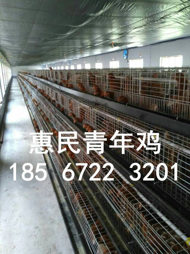 60天青年雞 60天后備雞 鶴壁青年雞后備雞廠家直銷 大廠雞苗防疫到位
