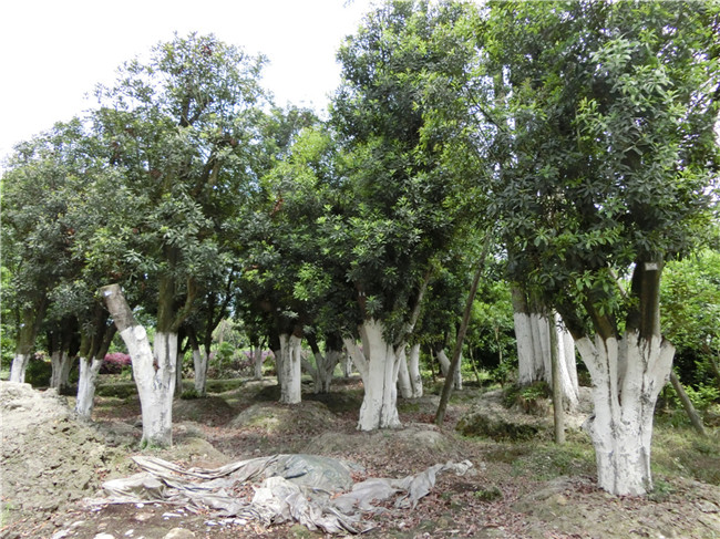 優(yōu)質(zhì)楊梅批發(fā) 大量楊梅處理 成都楊梅供應基地