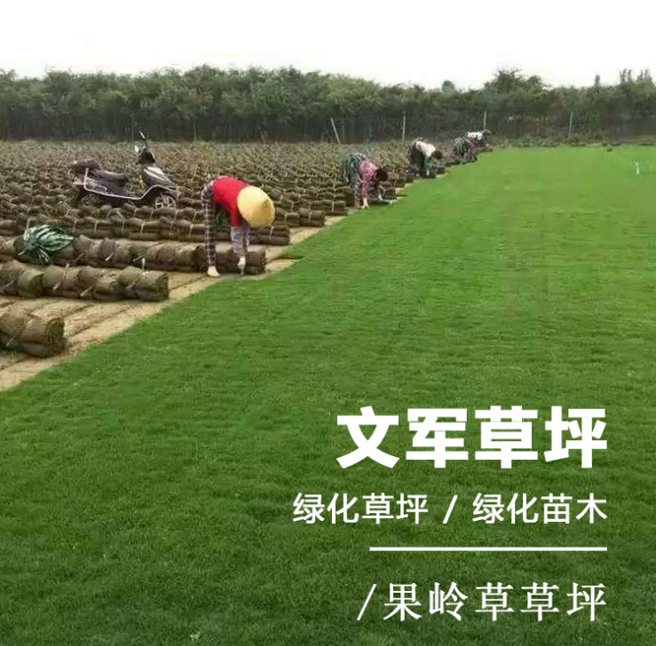 果嶺青草坪廠家 蘇州草坪批發(fā) 果嶺青草皮批發(fā) 江蘇果嶺草皮種植基地