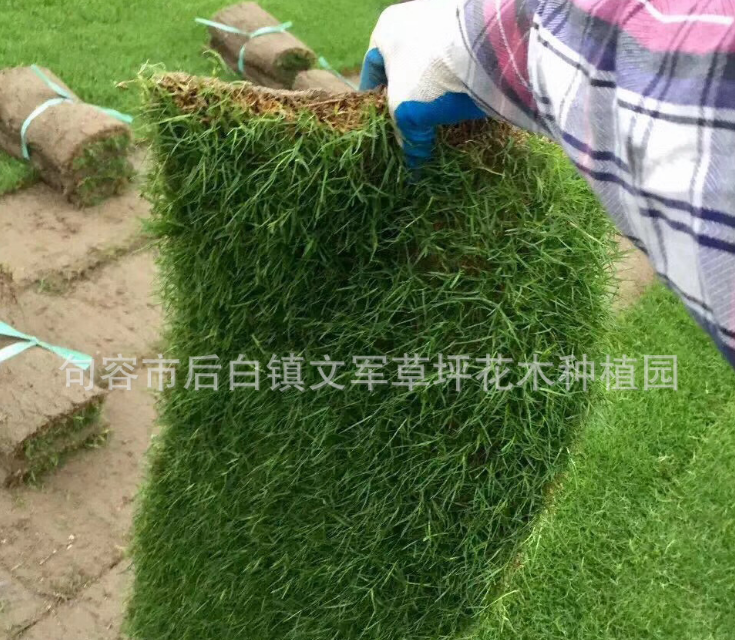 果嶺青草坪廠家 蘇州草坪批發(fā) 果嶺青草皮批發(fā) 江蘇果嶺草皮種植基地