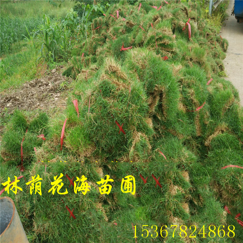 基地直銷馬尼拉草坪 馬尼拉草皮 耐寒耐踏 庭院別墅綠化 四季常青