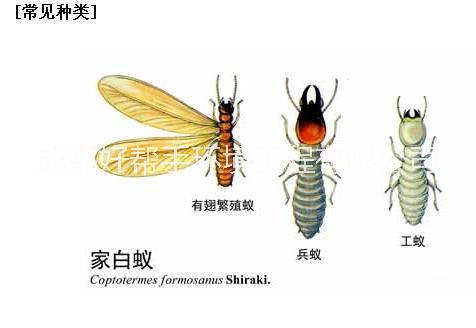 供應(yīng)樂山除白蟻公司、夾江除白蟻公司、五通橋除白蟻公司