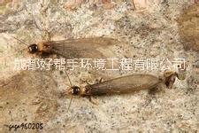 供應(yīng)夾江除白蟻公司、夾江滅白蟻公司、夾江白蟻防治公司