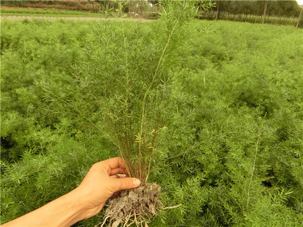 天門冬批發(fā)處理 天門冬多少錢 成都天門冬種植基地