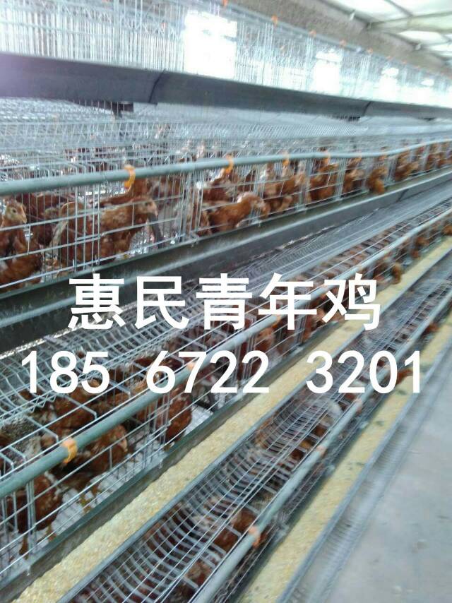 陜西，內(nèi)蒙古常年供應(yīng)60-120天羅曼粉青年雞，羅曼粉育成雞 脫溫雞