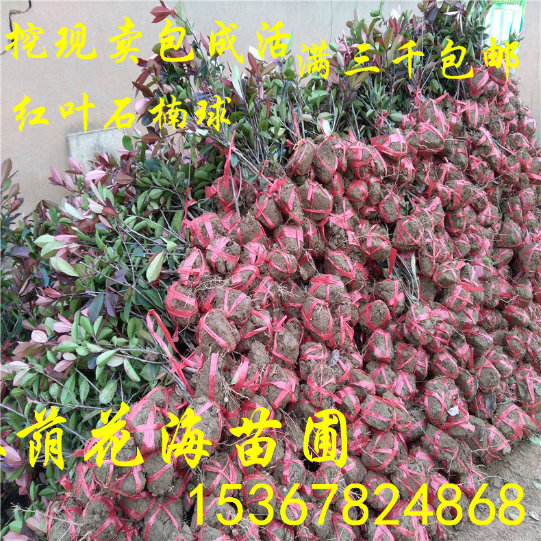 基地*批發(fā)常綠色塊苗彩葉灌木紅葉石楠球規(guī)格齊全 廠家直銷彩葉樹紅葉石楠苗