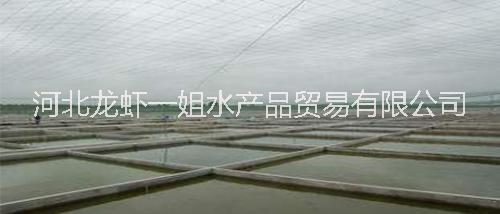 淡水小龍蝦水產(chǎn)品總代直銷