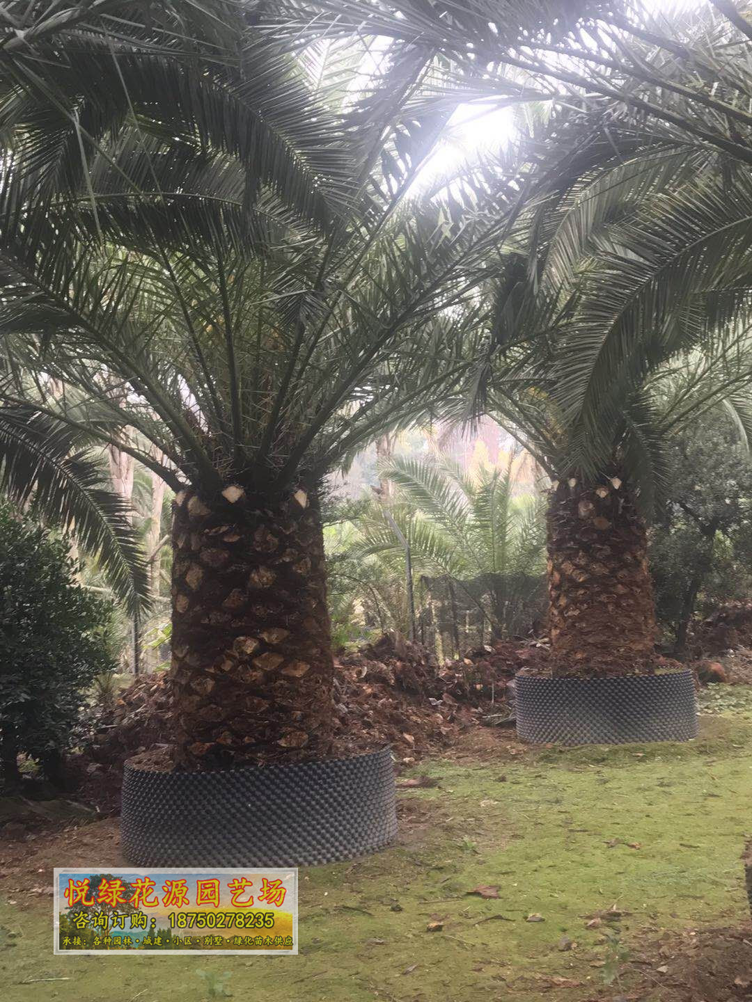 加拿利海棗價格 福建基地種植供應加拿利海棗 品質優(yōu)良 規(guī)格齊全 加拿利海棗多少錢